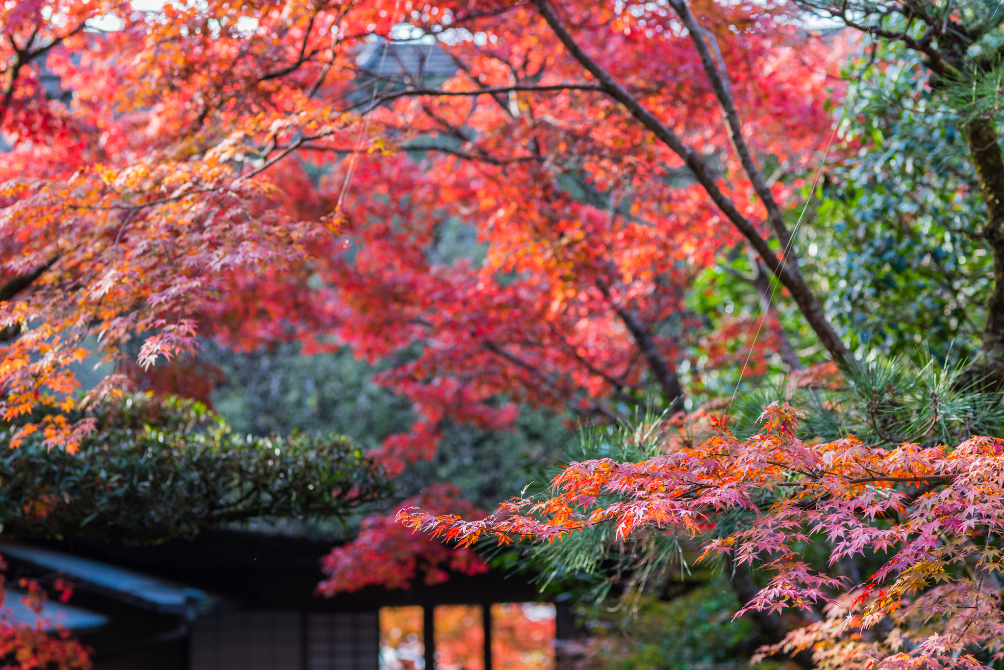 九年庵-主屋裏の紅葉_2014.11.20-3