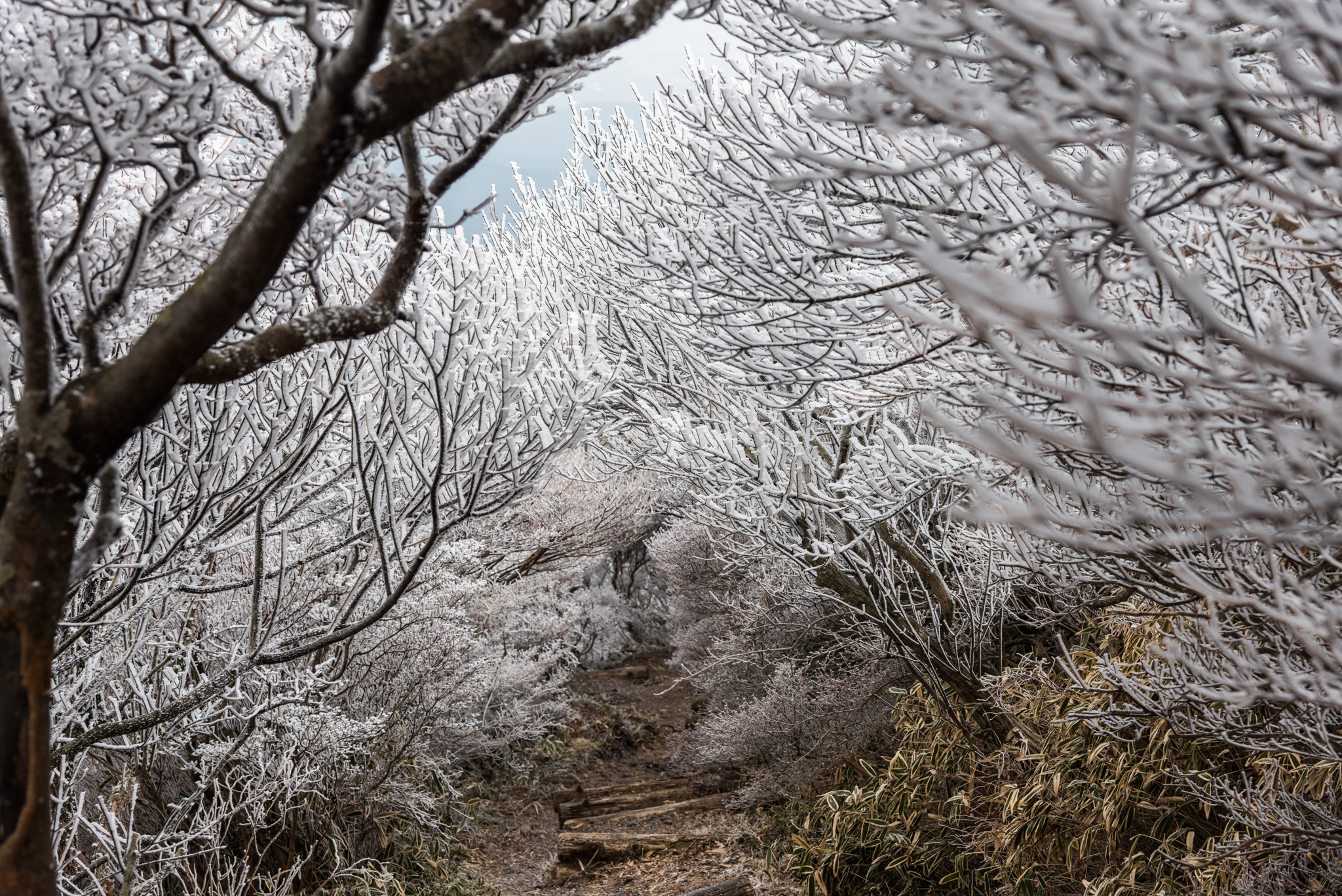 霧氷のトンネル