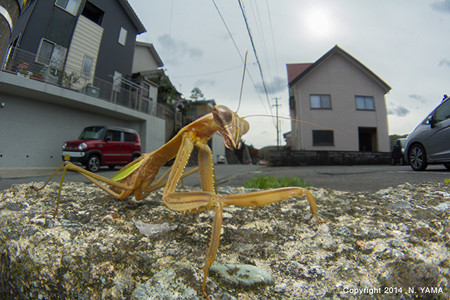 オオカマキリ