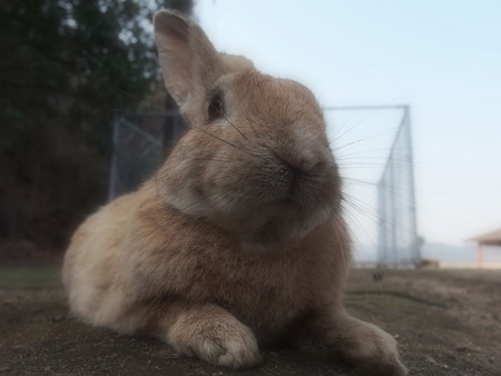 大久野島の兎