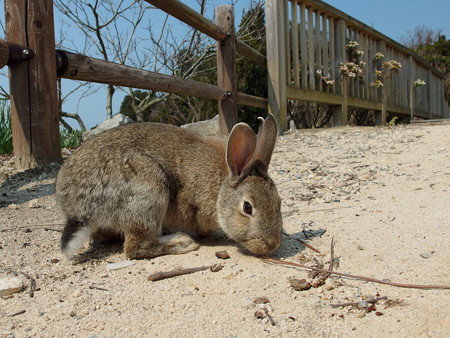 大久野島の兎