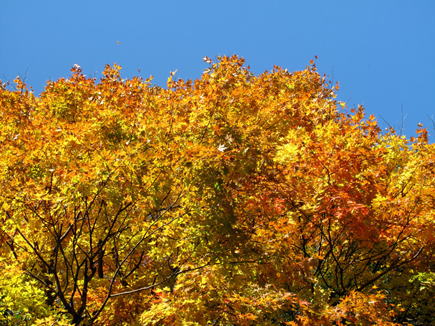 IMG_8786 紅葉 写真: IMG_8786 紅葉