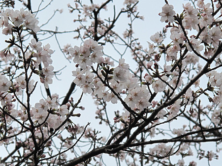 桜 桜