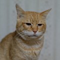 Photos: 2010年12月18日の茶トラのボクチン(６歳)