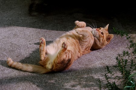 2008年12月26日の茶トラのボクちん(4歳)