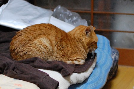 2011年12月26日の茶トラのボクちん(7歳)