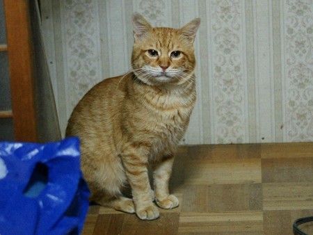 2011年01月18日の茶トラのボクチン(6歳)