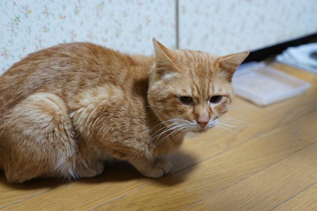 2010年02月17日の茶トラのボクチン(5歳)
