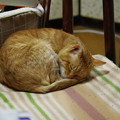 Photos: 2011年03月03日の茶トラのボクチン(６歳)