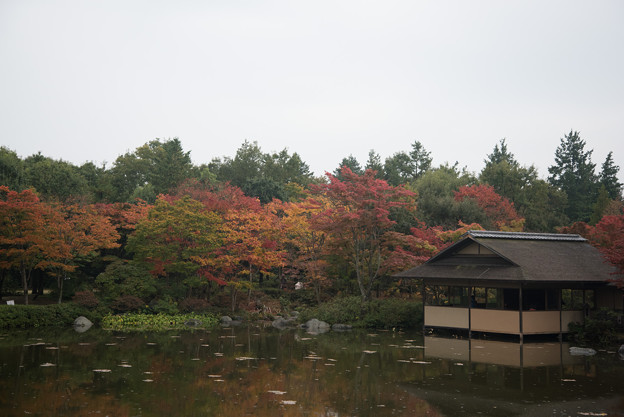 【昭和記念公園：日本庭園の清池軒】4