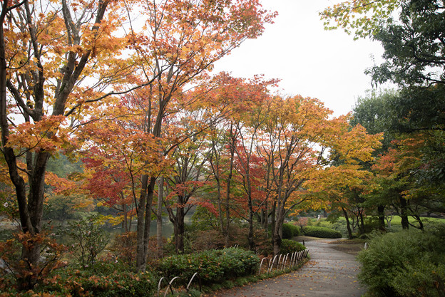 【昭和記念公園：日本庭園】1