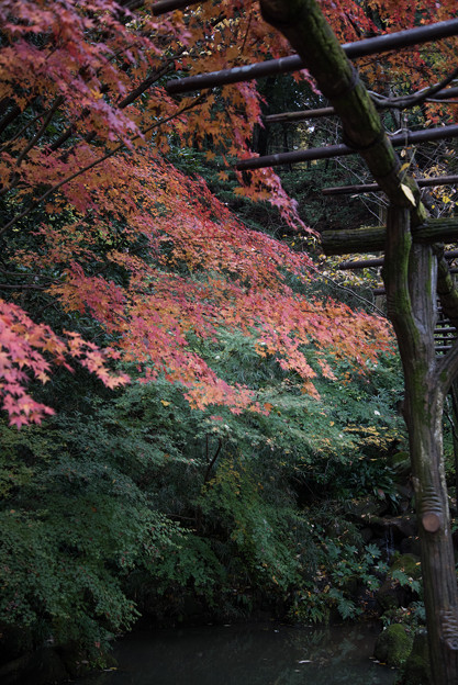 【生田緑地：紅葉の様子】2