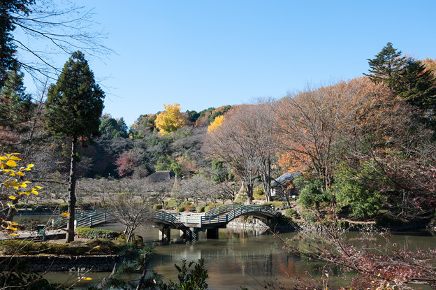 【薬師池公園：晩秋の薬師池】