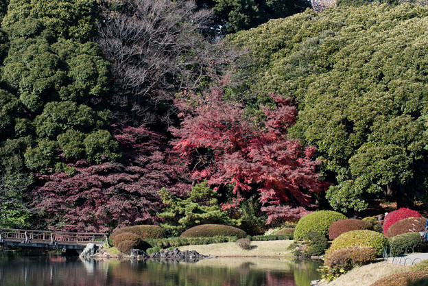 【新宿御苑：上の池周辺の紅葉】1