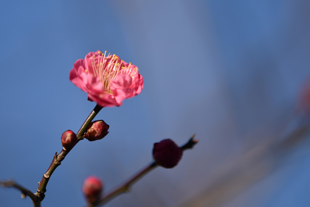 【近所の公園の紅梅】3