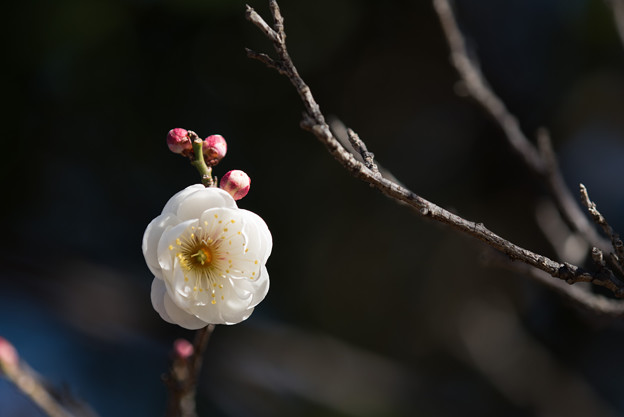 【近所の公園の白梅】1