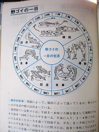 野ゴイ釣りのすべて　山田勲　西東社　鯉　釣り　カープフィッシング 野ゴイ釣りのすべて (1984年) | 山田 勲 |本 | 通販 | Amazon