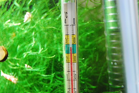 やっと水温が下がりました。