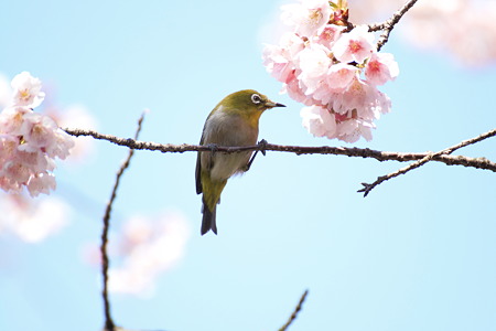 メジロ@ベストショット…かな?