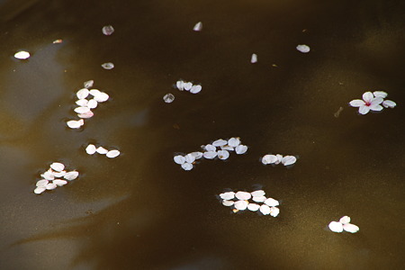 用水路の水面に浮かぶ桜の花びら