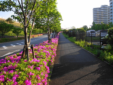 100513 尾根幹線（稲城市長峰）