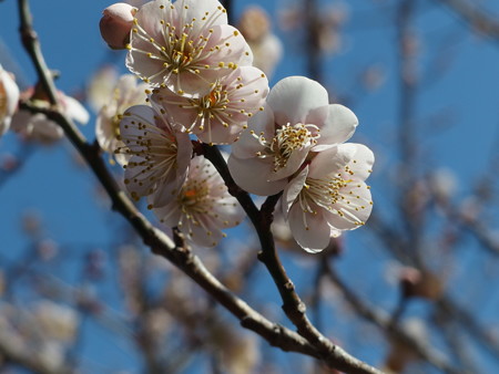 P2032517