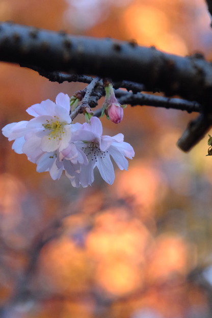 寒桜を眺めながら今年のすべての紅葉の撮影を終了しました!!今年も２カ月間良い夢を見ました!!