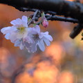 寒桜を眺めながら今年のすべての紅葉の撮影を終了しました!!今年も２カ月間良い夢を見ました!!