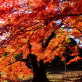 関東在住の風景写真家さんは近日中に新宿御苑を訪れて下さい♪この世のものとは思えない美しい紅葉を撮影できます!!