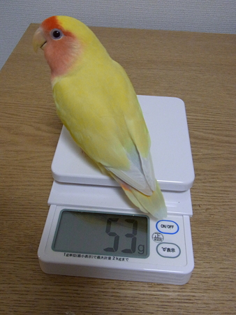 2011/1/19 53グラム