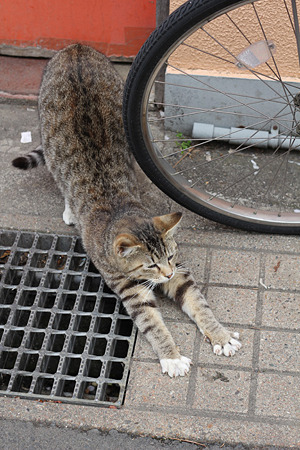 とら6