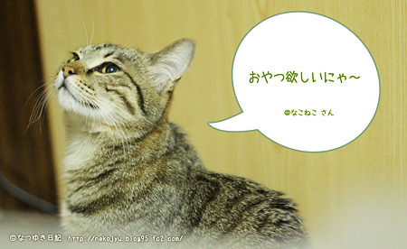 ナツセリフなこねこさん