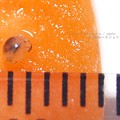 いっちょまえに殻にも入る。（カタツムリ飼育　孵化）