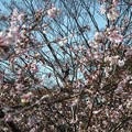 常鶲と四季桜