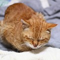 Photos: 2012年01月21日の茶トラのボクチン(７歳)