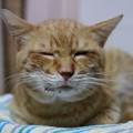 Photos: 2010年01月23日の茶トラのボクチン(５歳)