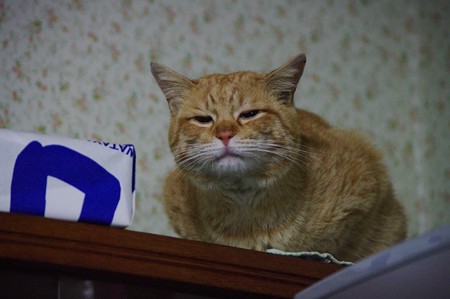 2009年02月20日の茶トラのボクチン(4歳)