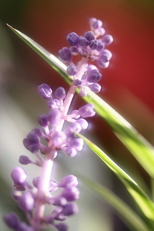 ヤブランの花