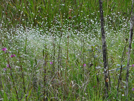 矢並湿地のシラタマホシクサ群生