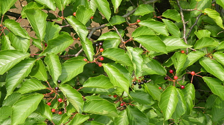 IMGP5145