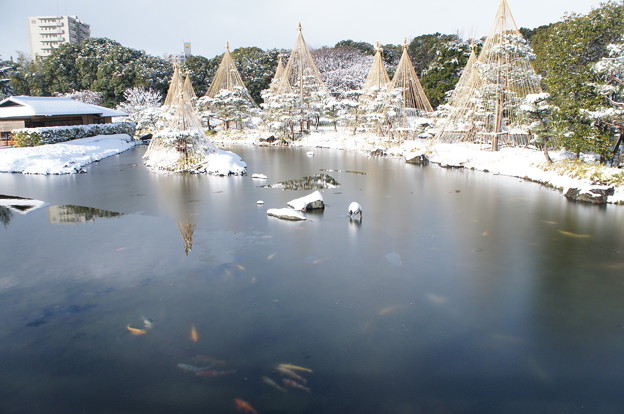 20141218白鳥庭園(5)