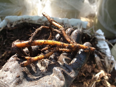 ミョウガ 茗荷 栽培 親株 地下茎の植え方 育て方 暇人主婦の家庭菜園 楽天ブログ