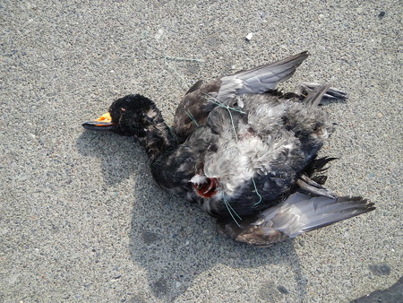 死亡したクロガモ雄2