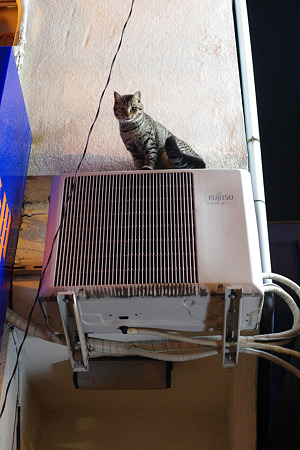 neko1105-2