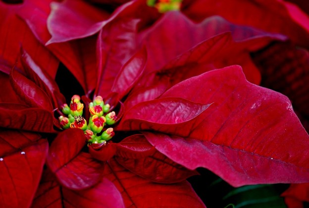 Burgandy 12-20-14