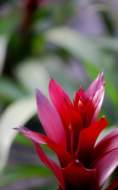 Scarlet Star 12-20-14