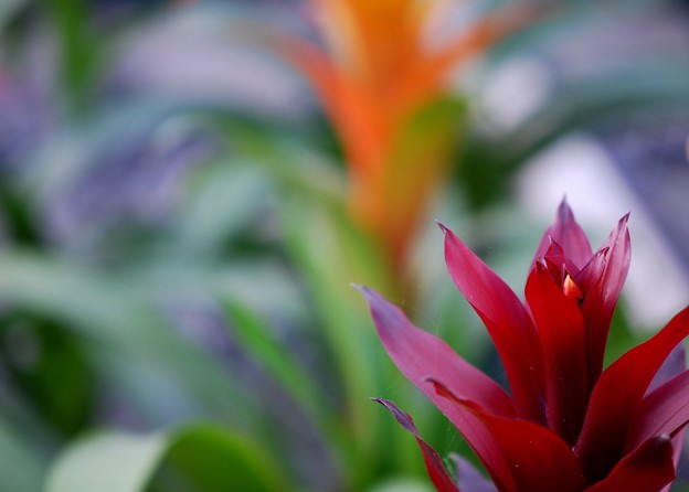 Guzmania lingulata 12-20-14
