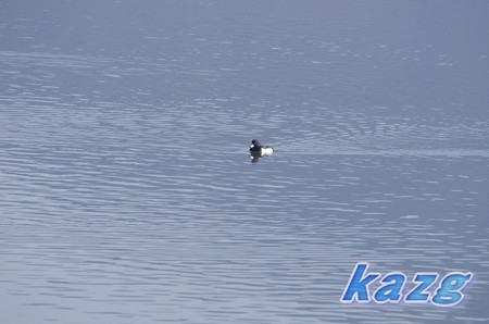 児島湖のキンクロハジロ
