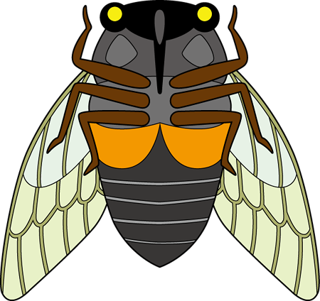 cicada_a07