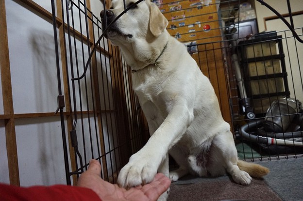 お手